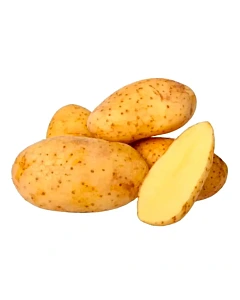 Papa 500 G