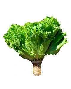 Lechuga Francesa Hidroponica 220 G