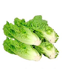 Lechuga Criolla 500g